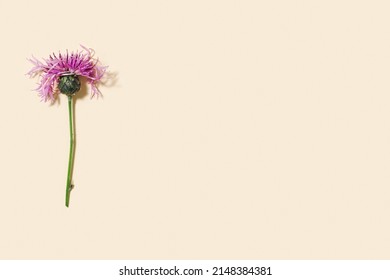 8,555 Thorny field Images, Stock Photos & Vectors | Shutterstock