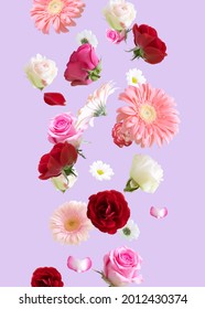 Minimal nature  flower concept. Creative arrangement with falling various flowers against pastel purple background. Roses and  gerberas explosion.