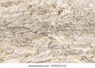 Minimal Pale Hackberry Bark Texture Background