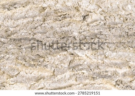 Minimal Pale Hackberry Bark Texture Background