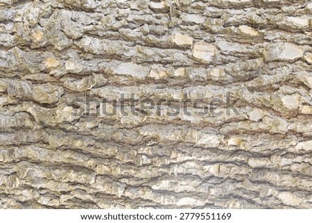 Minimal Soft Cedar Bark Background Texture
