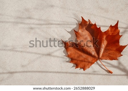 Minimal style composition made of dried maple leaf on pastel sunlit background with shadow. Autumn, fall, thanksgiving day concept. Copy space