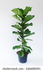 Minimal Style.fiddle Leaf Fig Tree On White Background.