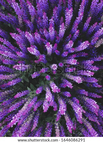 Minimal summer floral pattern composition. Colorful background of lilac flowers