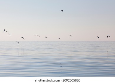 Minimal tranquil background peaceful landscape wide angle view os flocks and birds flying over the surface of the ocean sea with some reflection on the surface of the blue water with soft tones - Powered by Shutterstock