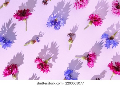 Minimal Trend Pattern Of Summer Field Purple Blue Flowers. Flower Cornflower Plants. Floral Flat Lay Background Of Cornflower Blossoms With Shadow At Sunlight. Aesthetic Flowery Top View Pattern