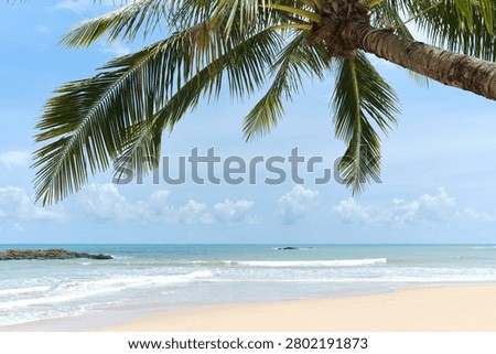 Minimal tropical composition featuring a low palm tree overlooking the sea and sandy shoreline. Excellent background for travel campaigns, resort marketing, tourism advertising and summer promotions.
