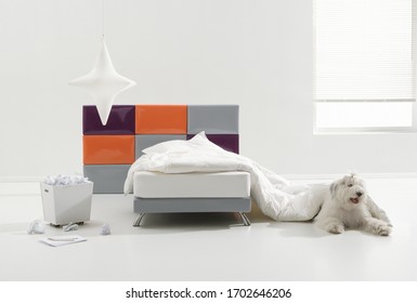 Minimal white bedroom interior, big hairy pet dog, window light, single bed - Shutterstock ID 1702646206