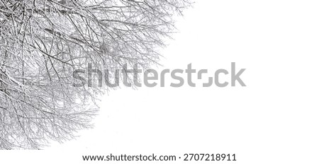 Minimal winter background with a snow-covered tree and soft white fog, creating a calm seasonal landscape perfect for design, holiday themes and natural winter atmosphere.