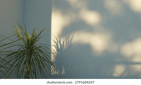 A minimalist architectural study featuring a slender Dracaena marginata (Madagascar dragon tree) plant positioned against a clean white exterior wall. The composition captures the harsh, warm sunlight of the late afternoon casting sharp, dramatic silhouettes of the spiked leaves alongside soft, organic leaf bokeh shadows from an overhead canopy. This interplay of light, shadow, and stark geometric lines creates a serene, modern, and abstract aesthetic suitable for contemporary design, interior inspiration, and tranquil background textures.