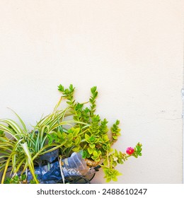 A minimalist arrangement of green plants  and a pink flower against a clean, light-colored wall, featuring a single pink flower adding a pop of color. - Powered by Shutterstock