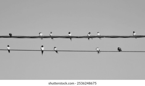 Minimalist Black and White Photo of Birds on Wires - Powered by Shutterstock