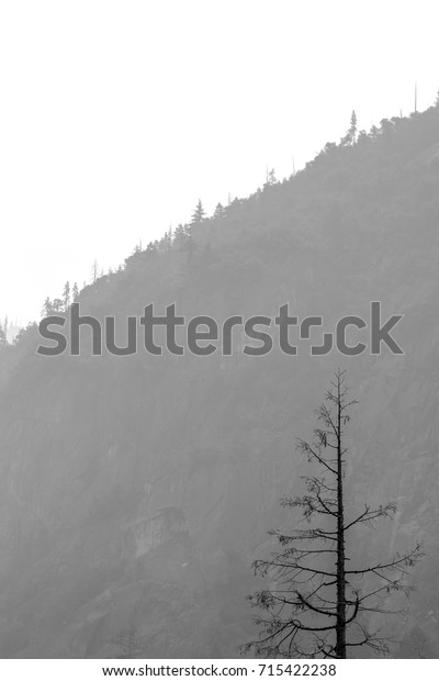 Minimalist black and\
white photo of a segment of a mountain which provides the gray\
background, in the foreground is the silhouette of a single dry\
tree. Captured in\
Yosemite.