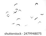 A minimalist black and white photograph capturing a flock of birds flying against a stark white background.