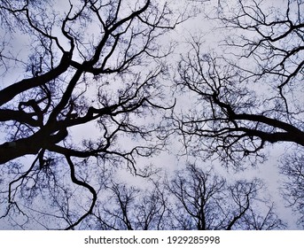 Minimalist Black And White Shot Of Silhouettes Of Tree Branches Contrasting With Grey Sky. Photo Taken From Unusual Angle In Park In Krakow Poland. Concept Of Scary, Spooky, Eerie, Mysterious Nature. 