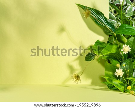  Minimalist botanical background with copy space. Creative showcase with fresh plants for product demonstration, promotion sale, packaging presentation or merchandise. Light and shadow. Front view.