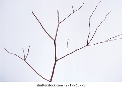 Minimalist composition of dry tree branches with natural lines against a soft neutral background. Ideal for nature concepts, minimal design, seasonal themes, and abstract backgrounds