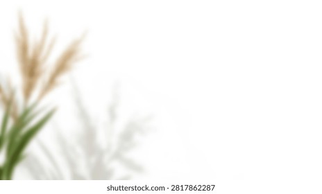 A minimalist composition featuring the airy texture of pampas grass plumes with soft shadows on a bright white surface.