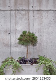 Minimalist composition featuring a small decorative pine tree and lush green climbing plants against a grey concrete wall.