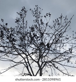 Minimalist composition of leafless tree branches with dark seed pods under a cloudy grey sky