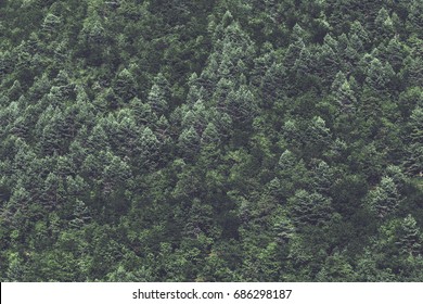 Minimalist Coniferous Nordic Forest Background