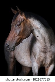 Minimalist Equine Portrait On Black Background.