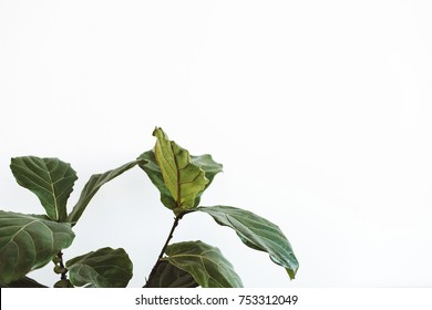 Minimalist Fiddle Leaf Fig On White