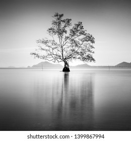 Minimalist fine art in black & white with single dead tree on the sea water. Soft focus due to long exposure. - Powered by Shutterstock