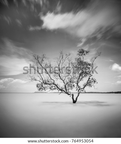 Minimalist fine art in black & white with single dead tree on the sea water. Soft focus due to long exposure. 