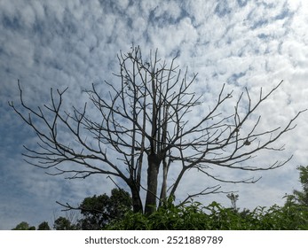 Minimalist image of a dead tree against a clear blue sky. Bare tree with twisted branches. - Powered by Shutterstock