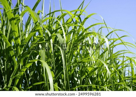 Similar – Foto Bild Grün unter Blau Wiese grün