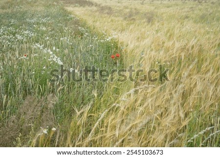 Similar – Foto Bild Wildblumen im Kornfeld