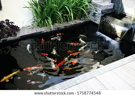 minimalist koi fish pond, rectangular shaped pond with a small waterfall, suitable for the backyard of the house
