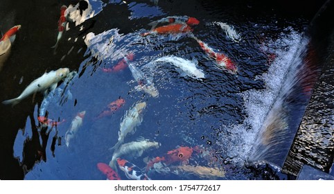 Minimalist Koi Fish Pond Top View Stock Photo 1754772617 | Shutterstock