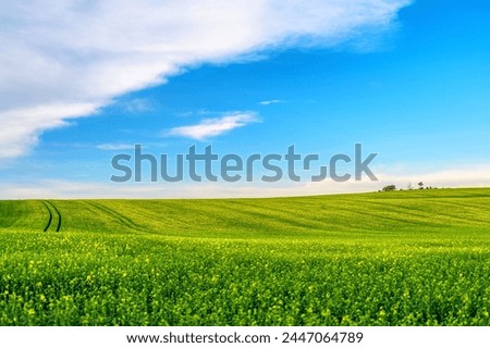 Minimalist landscape shot of a rape field with trees and sky