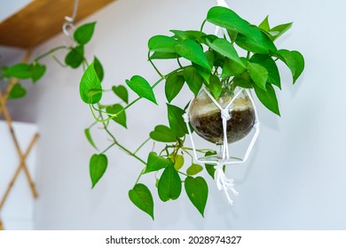 Minimalist Living Room With Variegated Pothos, Scindapsus Aureum In A Clear Pot, Home Decor, Hanging Plant Epipremnum Aureum