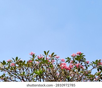 A minimalist low angle shot of blooming pink plumeria flowers against a clear blue sky. A low angle view of vibrant pink frangipani flowers blooming under a bright blue daytime sky.