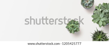 minimalist modern banner or header with succulent plants on a white surface with lots of copyspace for your text - top view / flat lay