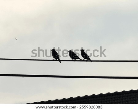 A minimalist photograph of three birds perched on power lines, silhouetted against a soft, muted sky. The scene conveys tranquility, balance, and harmony between nature and urban life.

