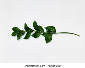 Minimalist Plant Background Bright Green Branch Is Lying On A White Background Flat Lay Modern Minimalistic Mockup With Empty Space