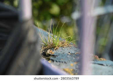 minimalist shot showing a tiny patch of green and dry grass surviving and growing on top of a weathered, painted blue surface, captured behind a blurred fence.