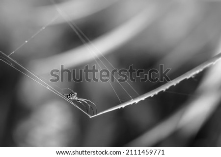 Similar – Image, Stock Photo vinegar tree Nature Branch