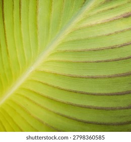 Minimalist square composition highlighting the elegant texture and symmetrical vein pattern of an ornamental green leaf. Perfect for social media, packaging design, wellness branding, and modern botanical concepts.