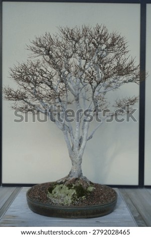 A minimalist studio shot of a leafless deciduous bonsai tree in a ceramic pot, showcasing delicate branch structures against a neutral backdrop.
