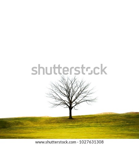 Image, Stock Photo Emotions | a day comes to an end. Tree silhouette in evening light