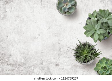 minimalist urban gardening or stylish interior background with various succulents on a painted white wooden desk - top view, copyspace