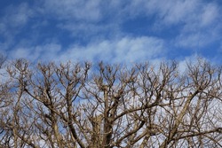 A Minimalist View Of Barren Tree Branches Growing Towards The Bright Cloudy Sky.