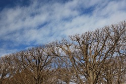 A Minimalist View Of Barren Trees Growing Towards The Bright Blue Cloudy Skies.