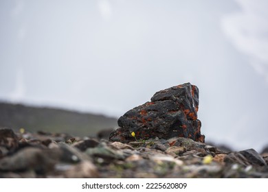 Minimalist view to beautiful small yellow flower near big rock with lichens among stones in rainy weather. Minimal mountain landscape with small yellow papaver flower near big lichen stone during rain