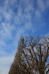 A Minimalist View Of A Corner Of Barren Trees Growing Towards The Bright Cloudy Skies.